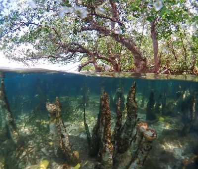 Mangrove conservation image