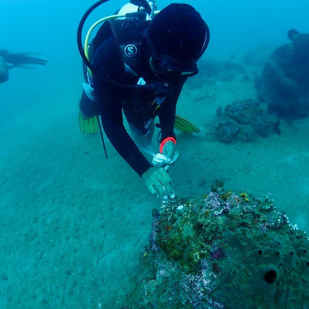 Reef Protection & Restoration, West Bali | Coral Reef Care